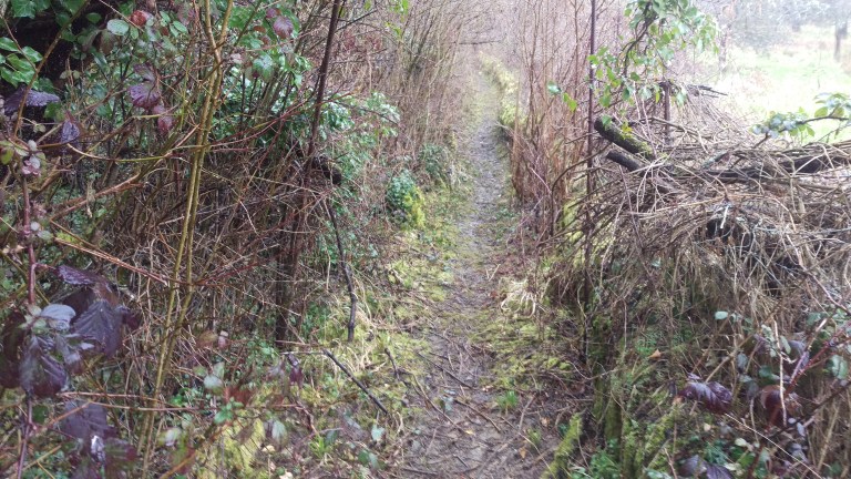 Auf dem weg zum nächsten Wildschweinparadies