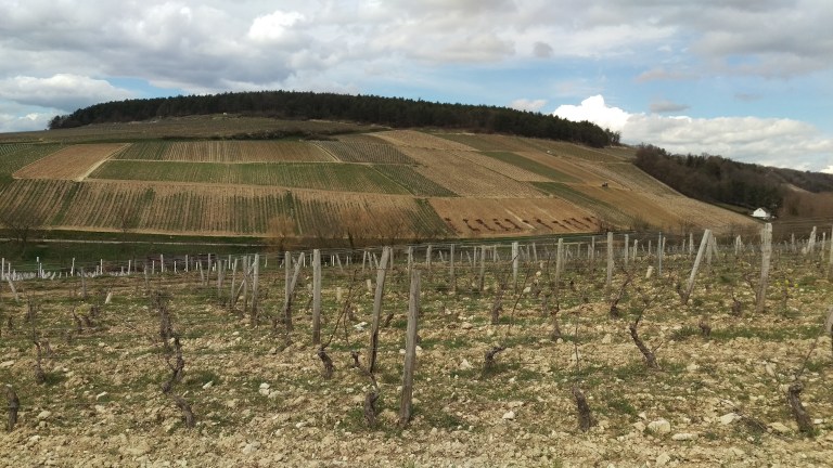 Chablis wieder eine besonders gute Lage.?