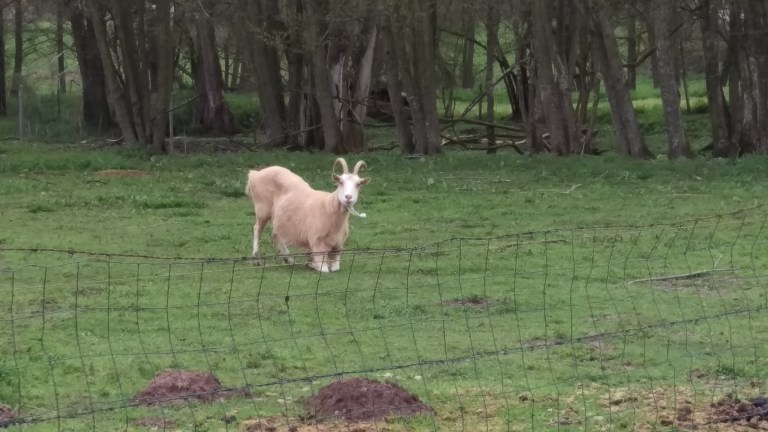 Ziege frisst im Knien 