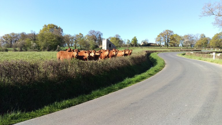 Kuh Parade da sind hiesige Kühe Limousinen 