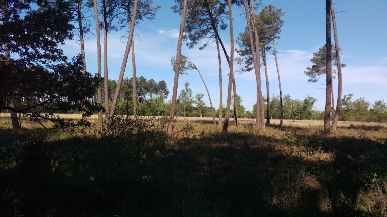 Kiefern und Heide so weit das Auge reicht 