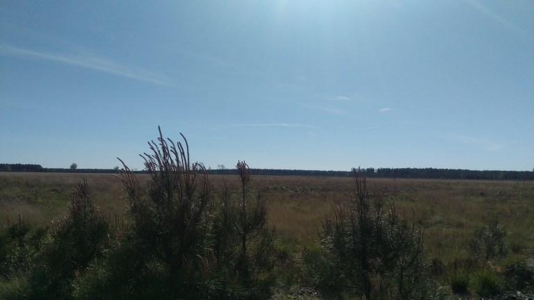 Landschaft flach wie die Pusta