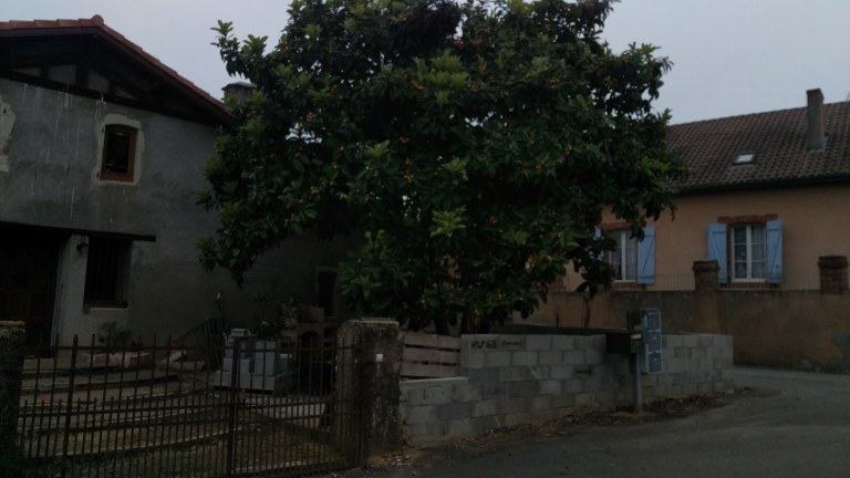 Baum voller Früchte