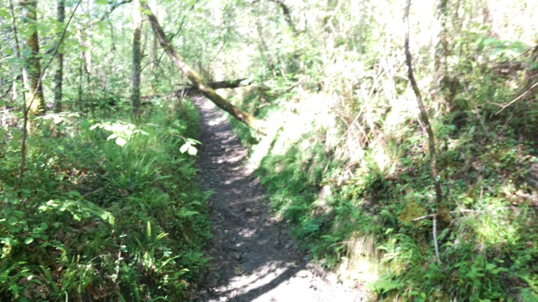 Singletrail 
