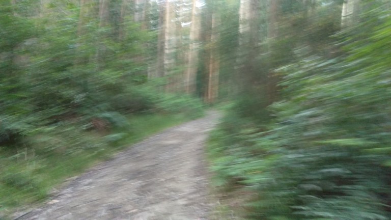 Nochmal durch Eukalyptus Wälder 