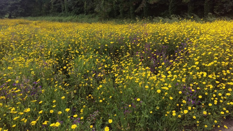 Blumenwiese ohne GülleDüngung