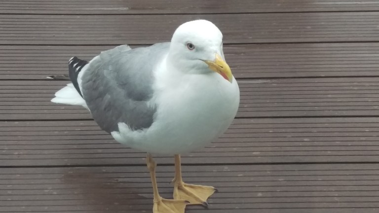Seemöve klopf an der Scheibe zum Frühstücksraum und erwartet einen Bissen.